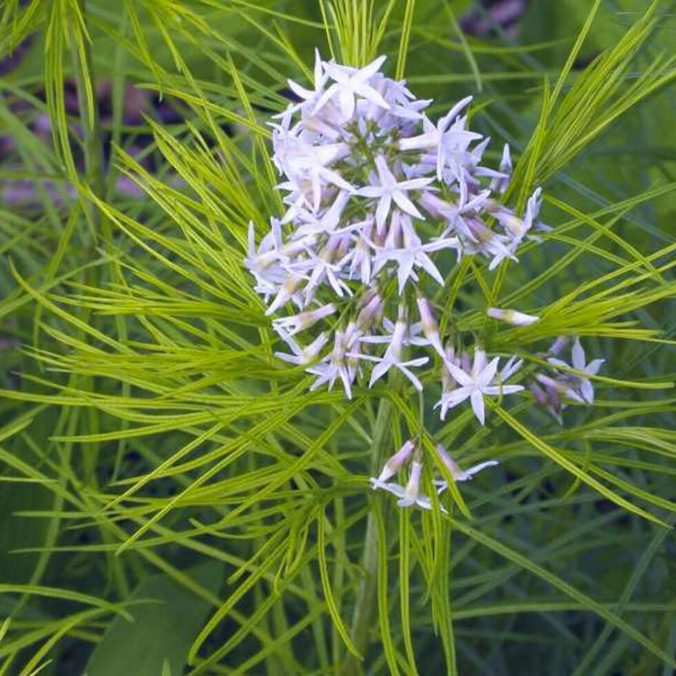 amsonia