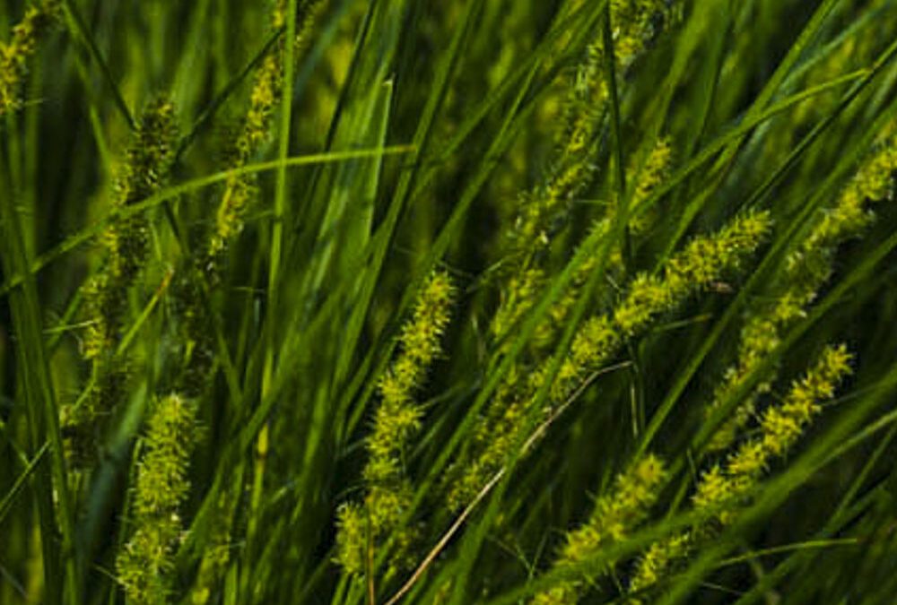 Carex Vulpinoidea