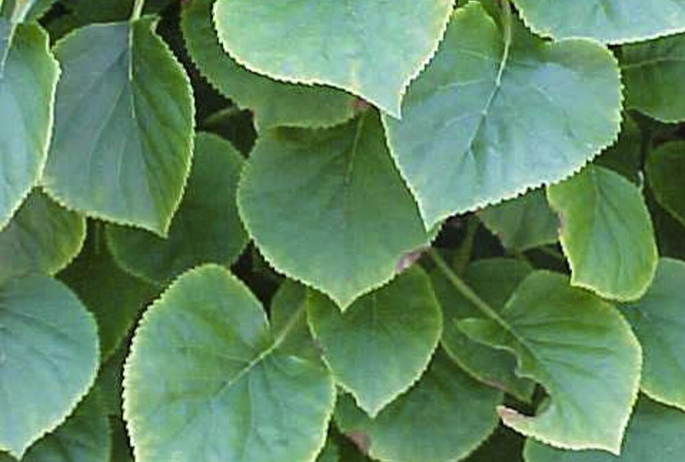 Hydrangea Anomala Petiolaris