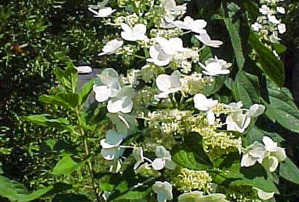 Hydrangea Paniculata ‘Tardiva’