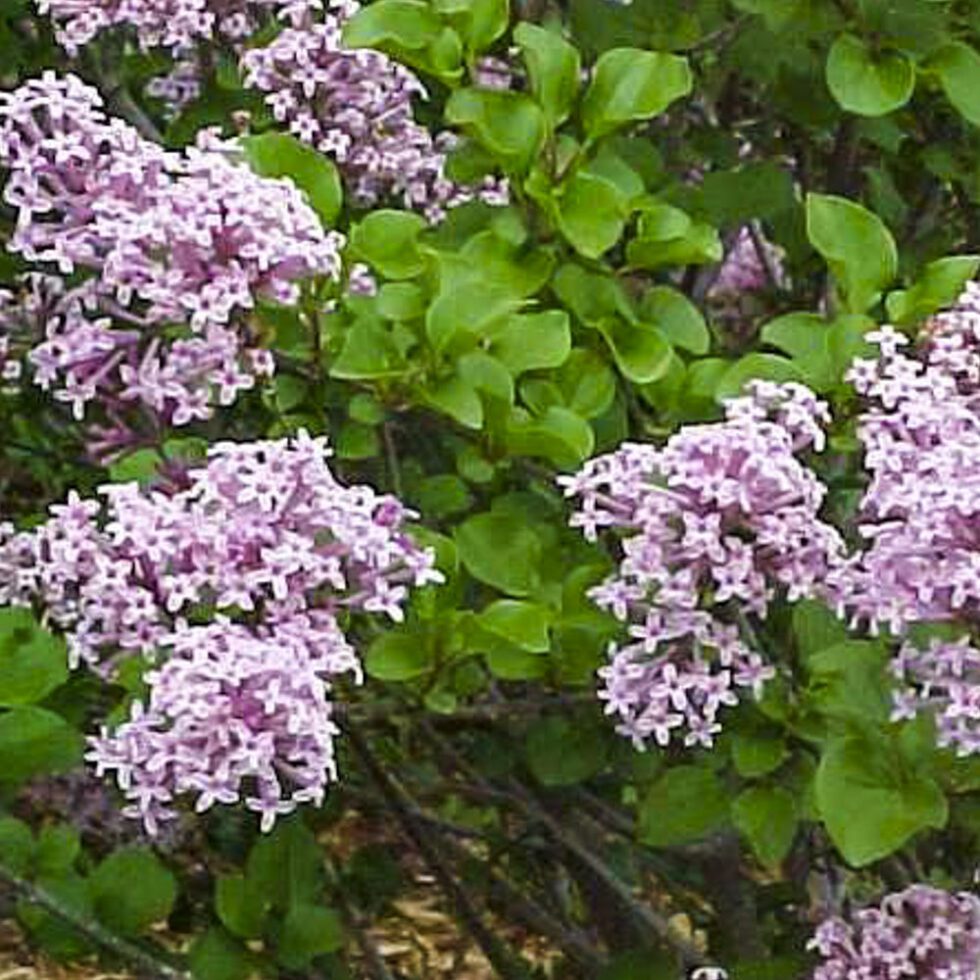 Syringa Meyeri 'Palibin' ⋆ Imagine IGL
